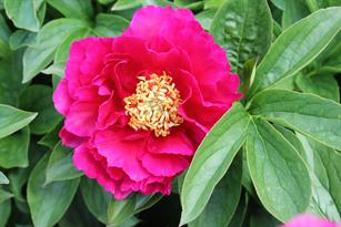 Paeonia Ole Faithfull 1